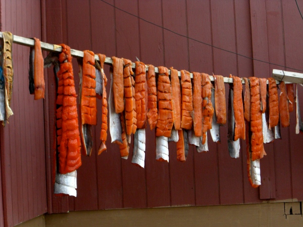 Atlantic Char, hanging out to dry.